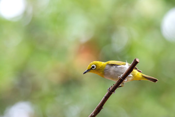 Oriental white-eye bird is a small bird with olive and yellow color on its head, back, wing and tail. Only its chest and belly are white.