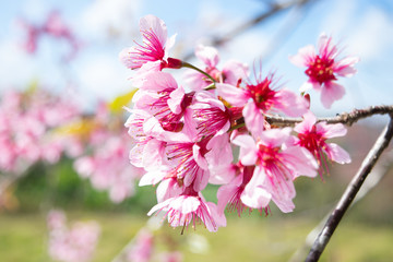 Obraz premium The beautiful tree of Wild Himalayan Cherry, Prunus cerasoides at Phu Lom Lo, Loei province, Thailand