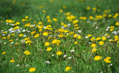Field full of blooming dandelions in spring time