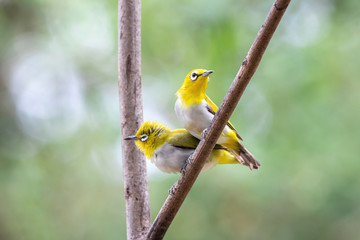 Oriental white-eye bird is a small bird with olive and yellow color on its head, back, wing and tail. Only its chest and belly are white.