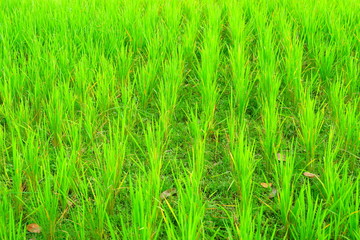 Rice green field at agricultural area at central Java, Indonesia