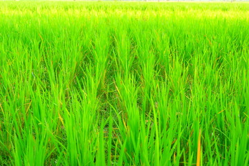 Rice green field at agricultural area at central Java, Indonesia