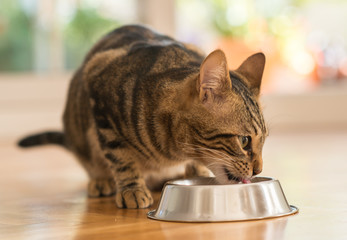 Naklejka premium Piękny kot koci jedzenie na metalowej misce. Słodkie zwierzę domowe.
