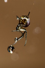 The beautiful shapes and colors of the macro world