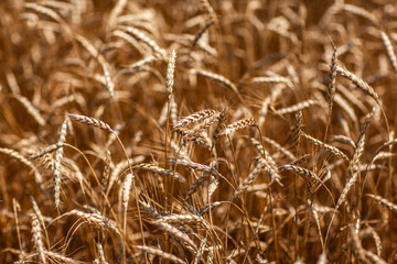 summer gold wheat