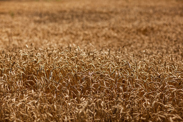 summer gold wheat