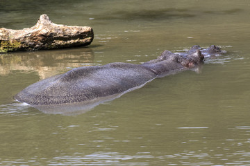 Fototapeta premium beautiful wild animals in safari