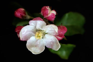 Fototapeta na wymiar Apple flower on black background