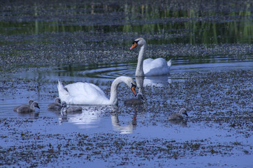Łabąż niemy © Jozef