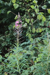 buschwindr&ouml;schen