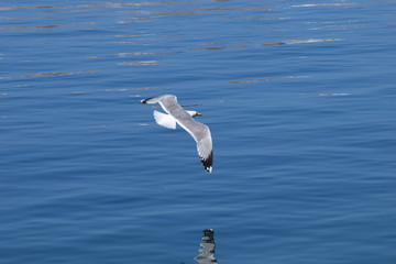 Green peace, blue sea, birds