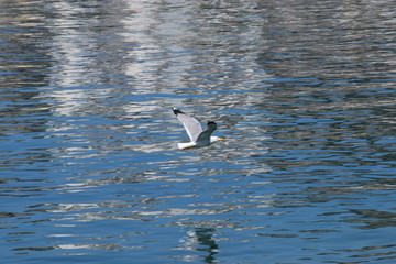 Green peace, blue sea, birds