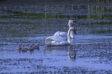 Łabądż niemy © Jozef
