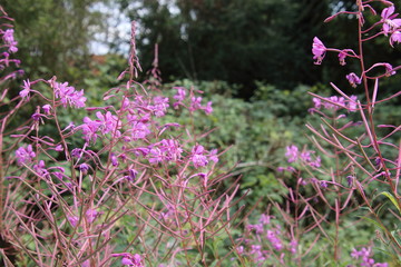 buschwindr&ouml;schen