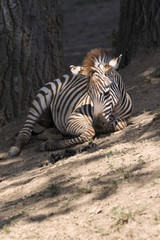 Fototapeta na wymiar beautiful wild animals in safari