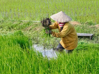 Agriculture in rice fields