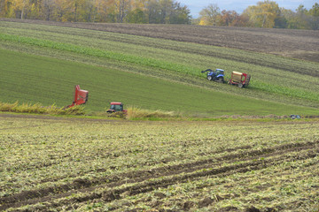 ビートの収穫