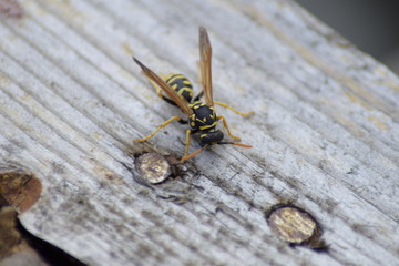 wasp