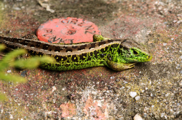 Lacerta agilis; male sand lizard in Swiss vineyard