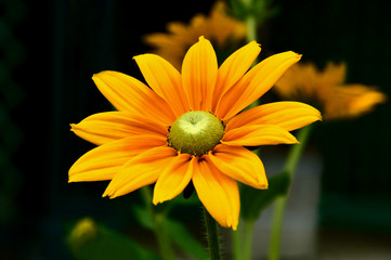 yellow flower with black background.