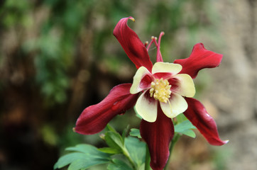 Fototapeta premium Aquilegia in Swiss cottage garden, Walenstadt
