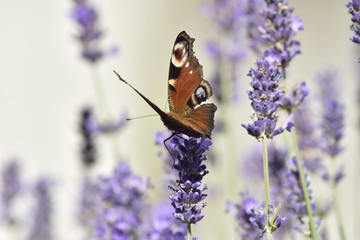 amazing nature butterfly on lavendel