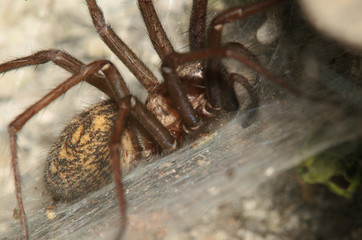 Tegenaria sp.; house spider on stone wall, Swiss village of Berschis