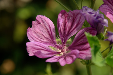 Malva officinalis; colourful wildflower in herbaceous border of Swiss cottage garden