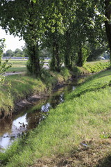 Ooser Landgraben, Fluß durch Sandweier, Ortsteil von Baden-Baden, mit Allee, Niedrig Wasser und ausgedrocknetem Flußßbett