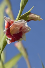 Obraz premium flowers garden