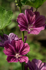 Malva officinalis; wildflower in Swiss cottage garden