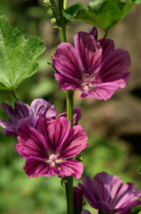 Obraz premium Malva officinalis; wildflower in Swiss cottage garden