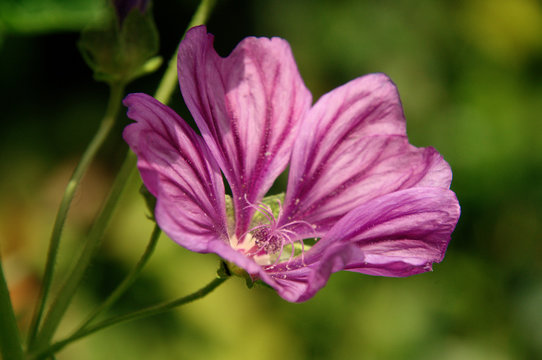 Malva officinalis; wildflower in Swiss cottage garden