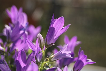 Campanule des murs (Campanula portenschlagiana)