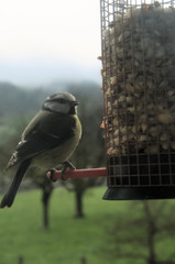 Naklejka premium Parus caeruleus; blue tit at feeder containing peanuts