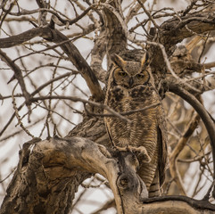 GREAT HORNED OWL RESTING BY NEST SITE