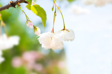 White sakura flowers on a spring cherry tree