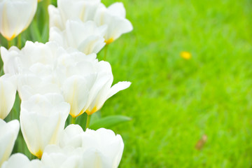 Obraz na płótnie Canvas Bouquet of white tulips on the green grass