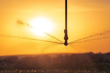 Close-up of a irrigation system for farming during the sunset, to promote the growth of plants at...