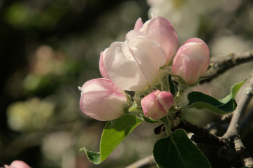 Apple Blossom in the Swiss village of Berschis