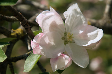 Apple Blossom in the Swiss village of Berschis