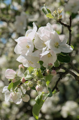 Apple blossom in the Swiss village of Berschis