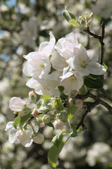 Apple blossom in the Swiss village of Berschis