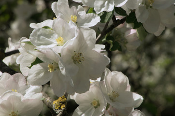 Apple blossom in the Swiss village of Berschis