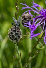 Centaurée scabieuse à Cuvergnat, Corveissiat, Ain, France