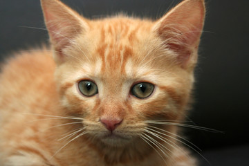 Chaton roux 3