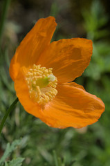 Californian Poppy in Swiss cottage garden, Walenstadt