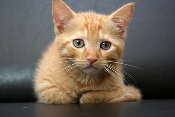 Chaton roux 2