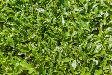 Top view of tea leaves. Tea plantation near Sochi, Russia.