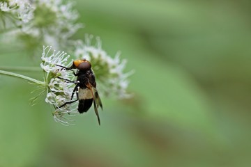 Gemeine Waldschwebfliege (Volucella pellucens) an Echter Engelwurz (Angelica archangelica)
